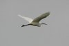 Little Egret at Fleet Head (Steve Arlow) (28171 bytes) Little Egret at Fleet Head (Steve Arlow) (28171 bytes)